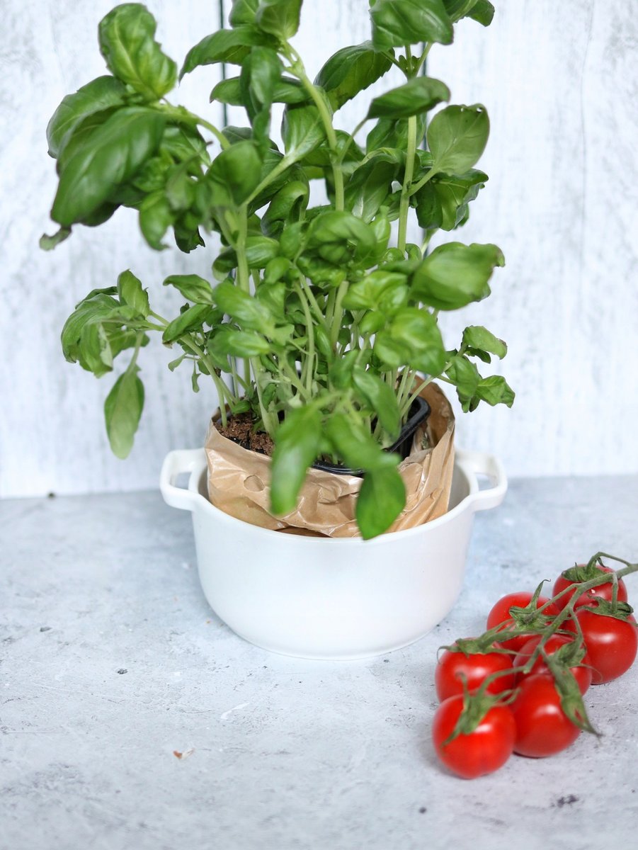 Wilmax Auflaufform mit Griffen 910 ml aus Porzellan, ofenfest – WL-997035/A